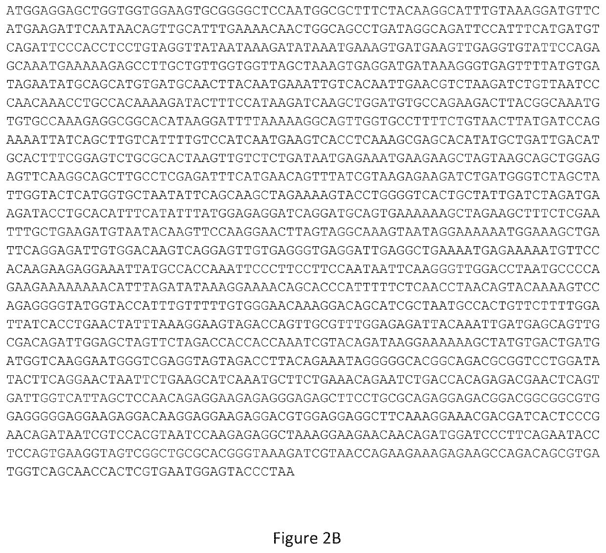 Adeno-associated viral vector-mediated gene therapy for treating fragile x-associated disorders