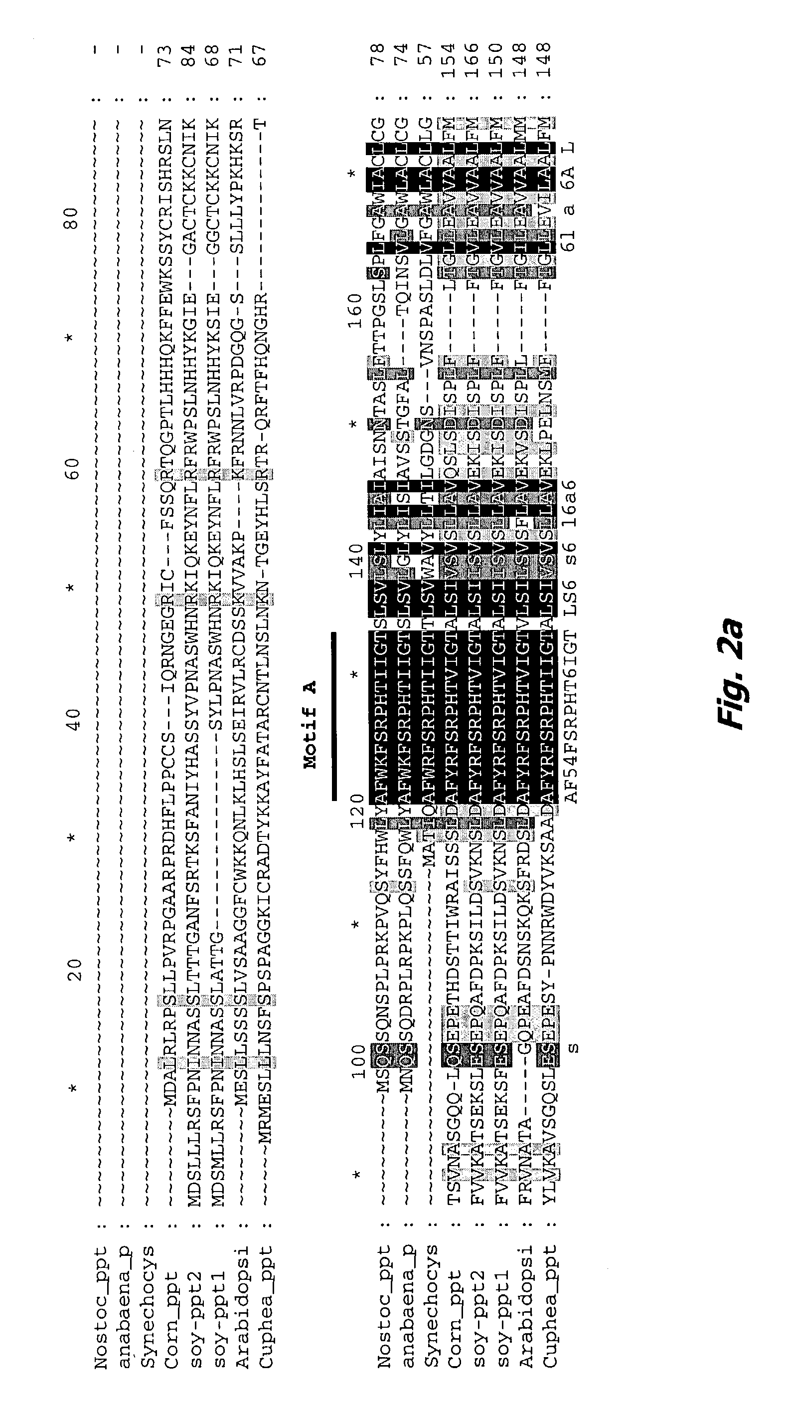 Homogentisate prenyl transferase gene (HPT2) from arabidopsis and uses thereof