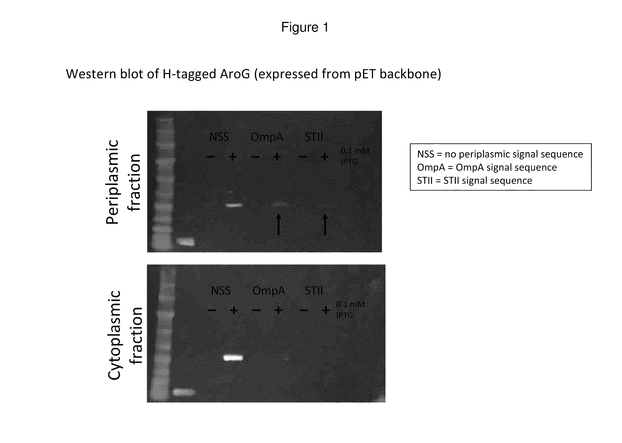 Methods for control of flux in metabolic pathways through enzyme relocation