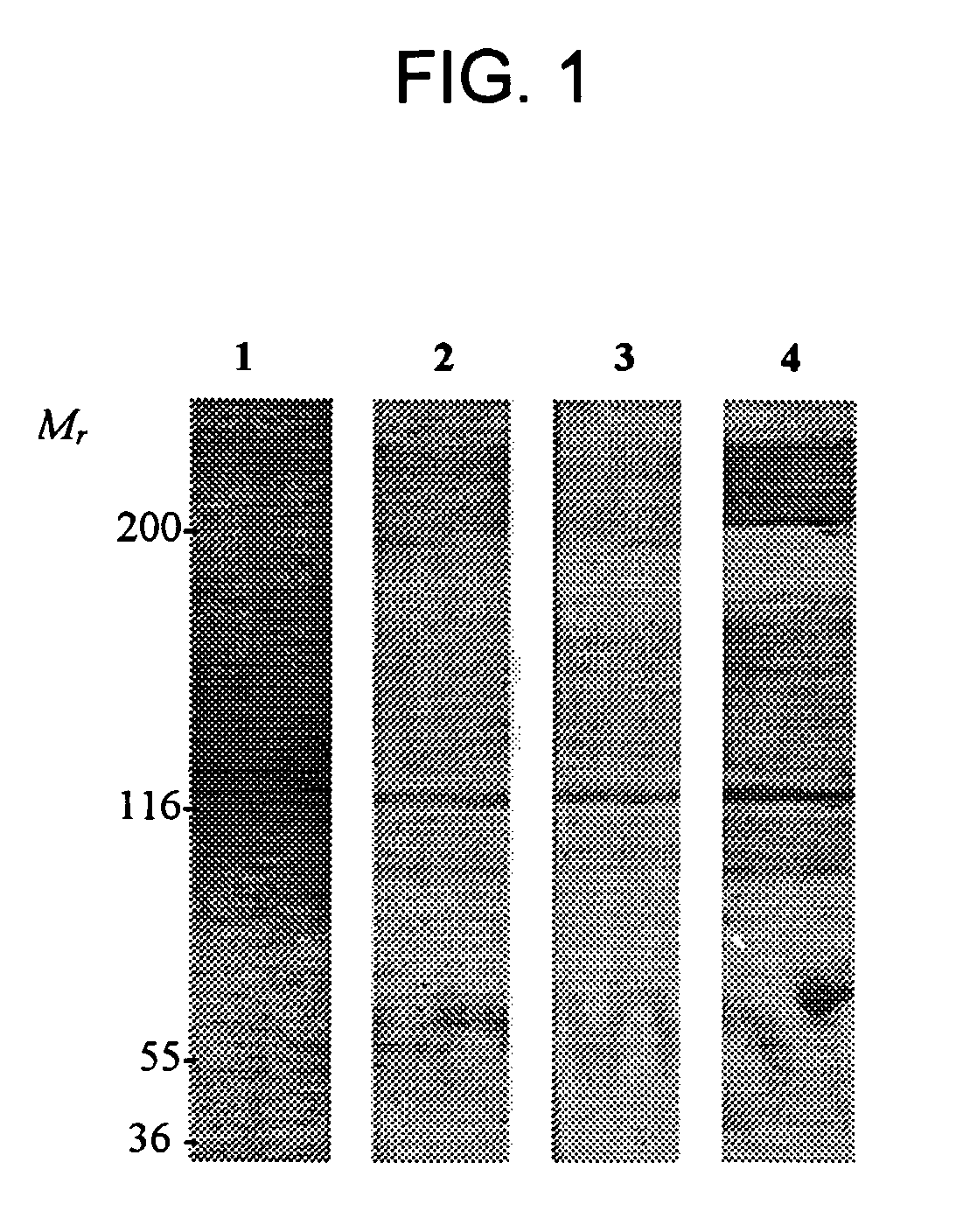 Determination of AM-binding proteins and the association of adrenomedullin (AM) therewith