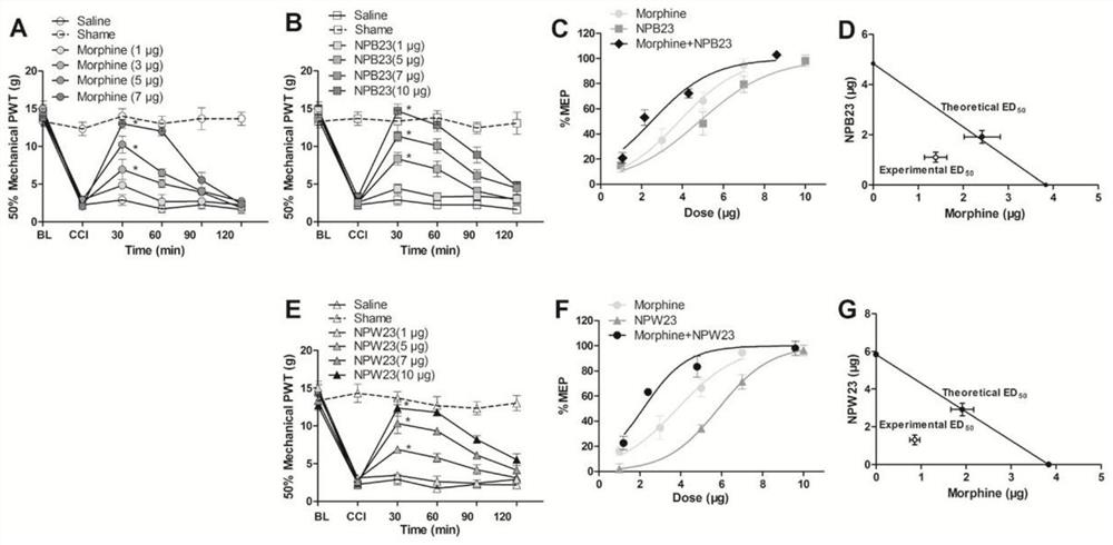 Application of combination of neuropeptide b23/w23 and morphine in the preparation of analgesic drugs