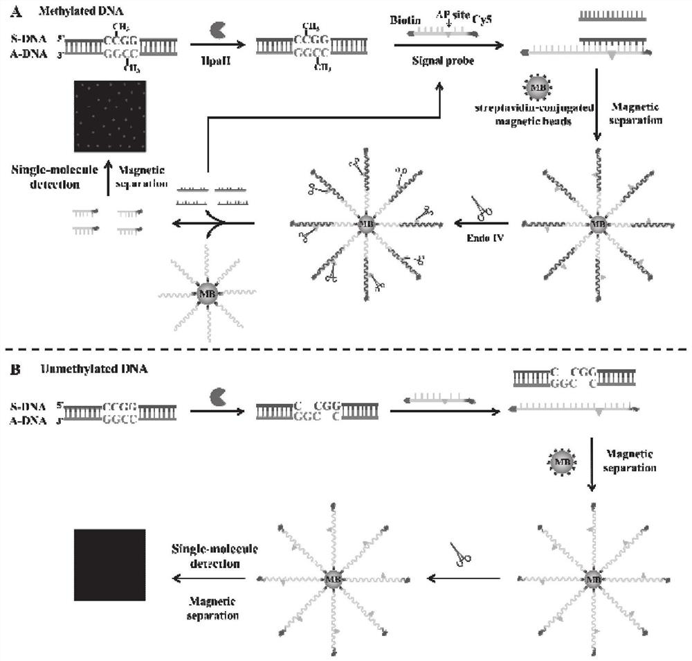 Fluorescent biosensor for detecting DNA methylation, and detection method and application thereof