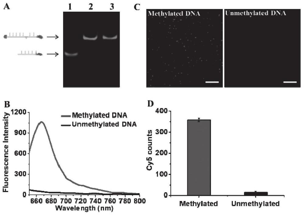 Fluorescent biosensor for detecting DNA methylation, and detection method and application thereof