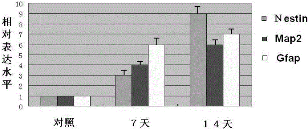 A method of three-dimensional culture and differentiation of human adipose-derived mesenchymal stem cells into neural-like stem cells