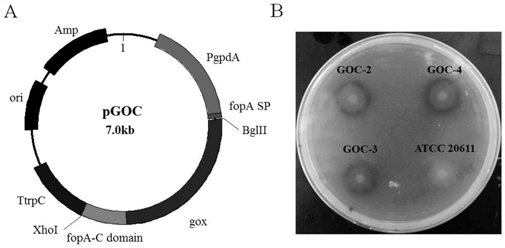 A kind of fructo-oligosaccharide synthesis engineering strain expressing glucose oxidase and its construction method and application