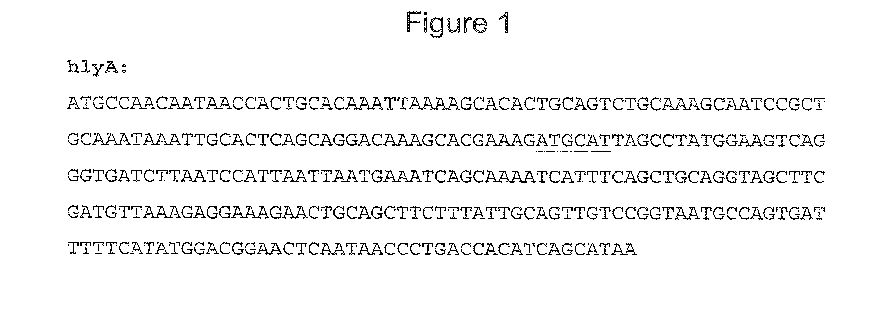 Microorganisms as carriers of nucleotide sequences coding for antigens and protein toxins, process of manufacturing and uses thereof