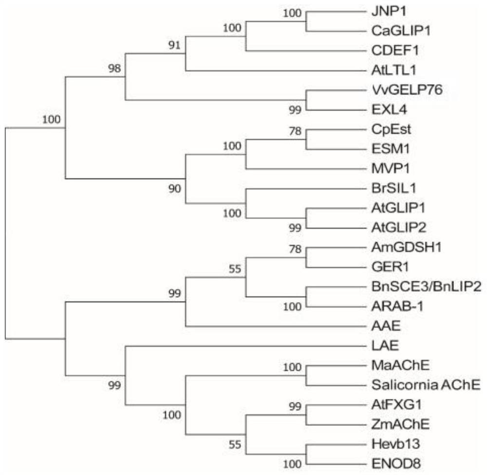 Gdsl-type esterase/lipase marker gene associated with early ripening in grape