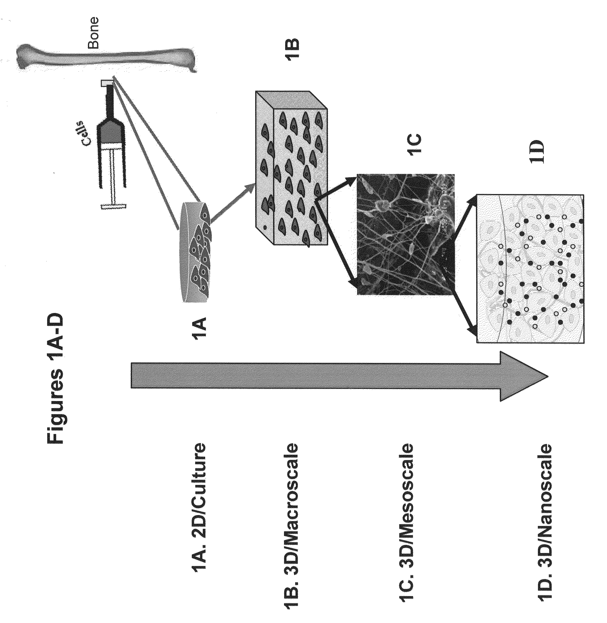 Electrospun Scaffolds And Methods Of Generating And Using Same