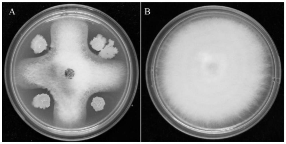 A kind of bio-organic fertilizer containing methylotrophic bacillus and its preparation