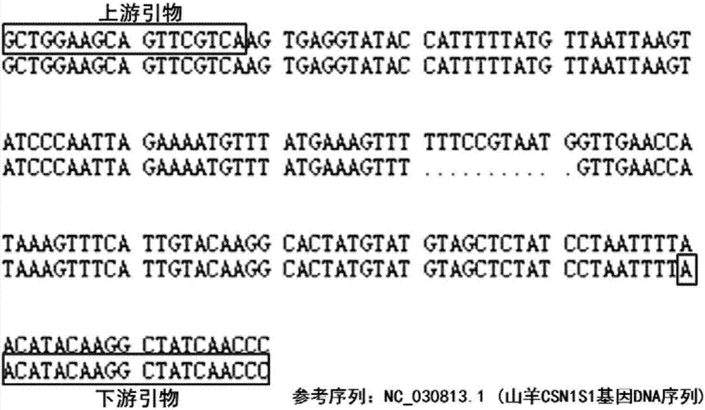 Detection method for goat CSN1S1 gene insertion/deletion, and applications thereof