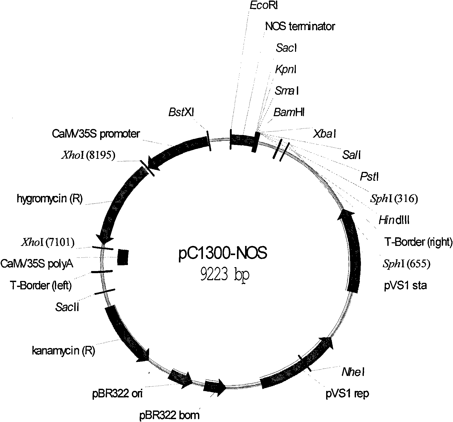 Method for improving rice resistance to bacterial leaf blight by using leaf specific expression artificial microRNA