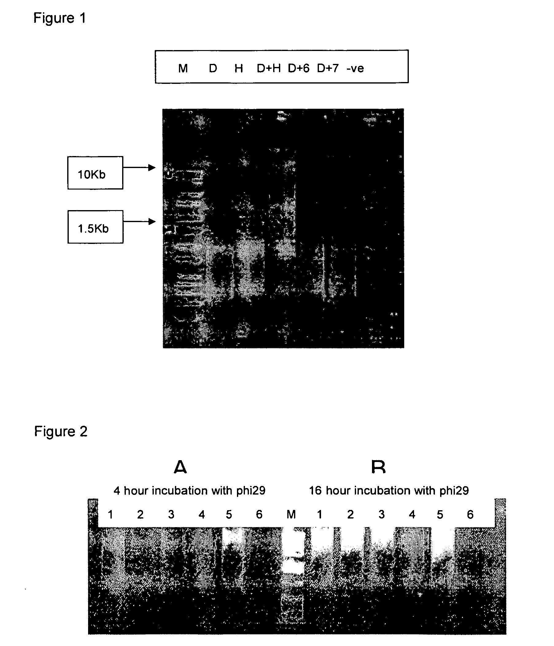 Methods for genome amplification