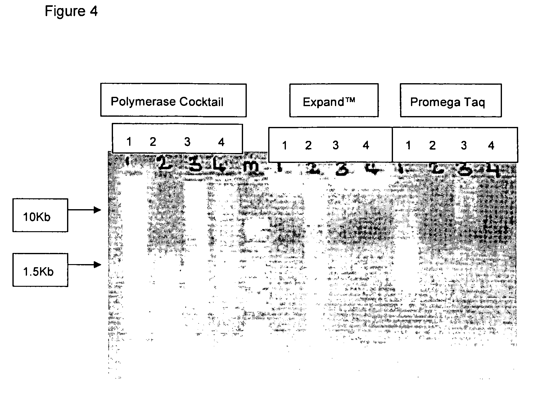 Methods for genome amplification