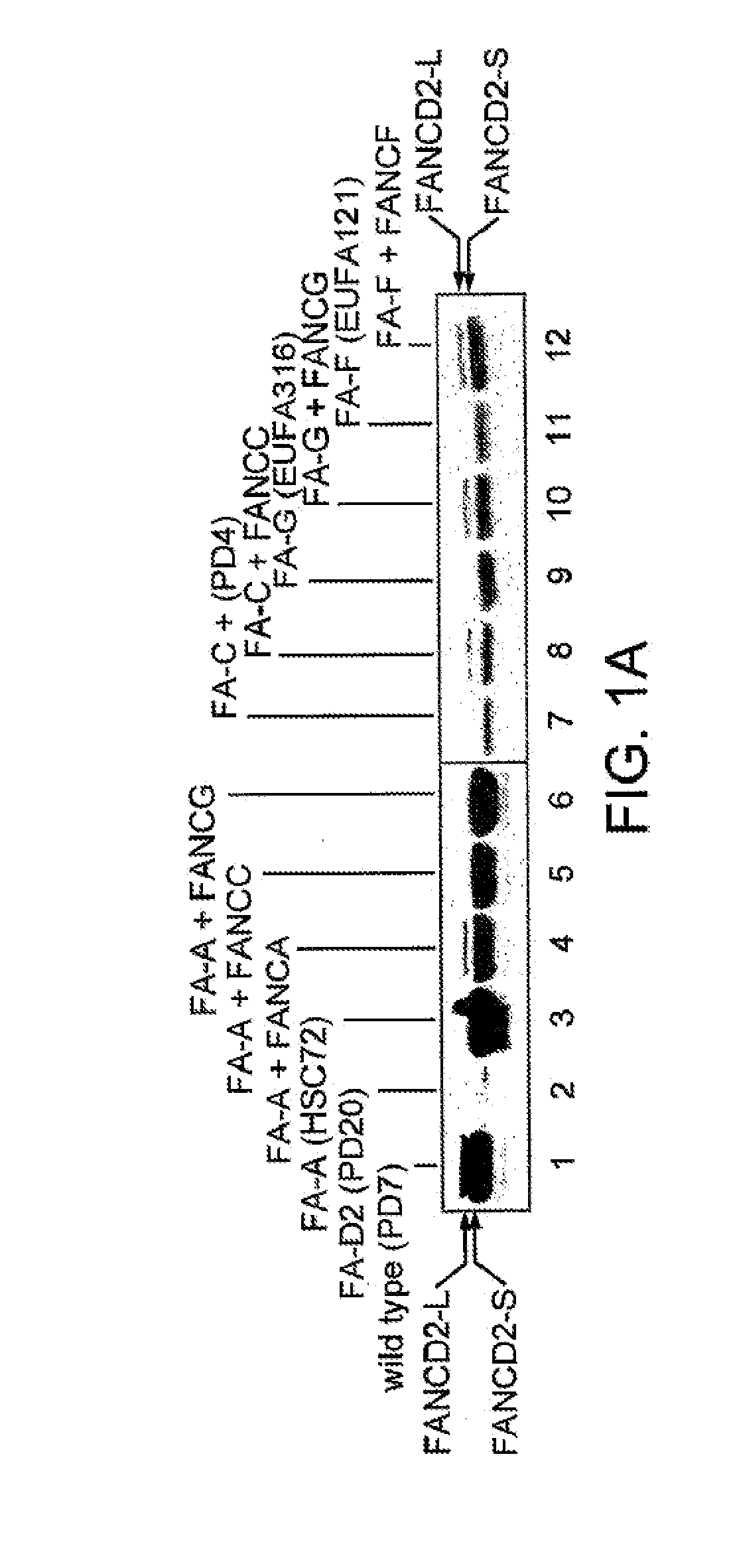 Methods and Compositions for the Diagnosis of Cancer Susceptibilities and Defective DNA Repair Mechanisms and Treatment Thereof