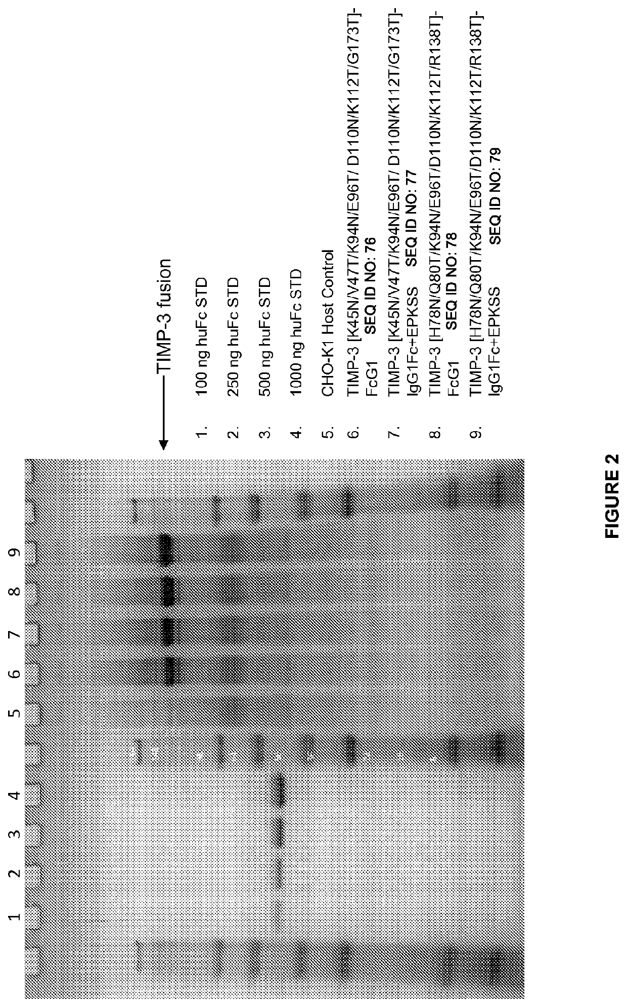 Variants of tissue inhibitor or metalloprotienase type three (TIMP-3), compositions and methods