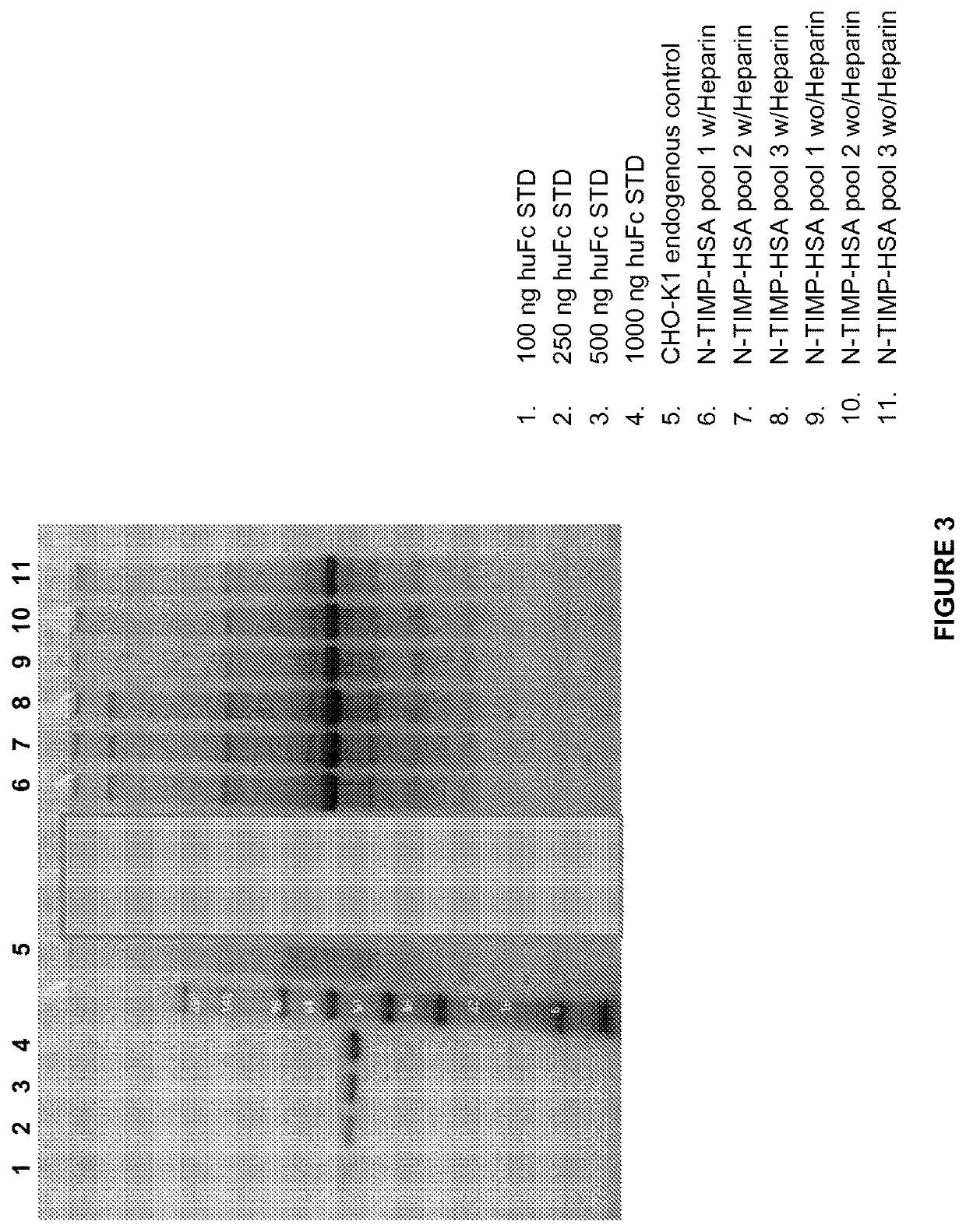 Variants of tissue inhibitor or metalloprotienase type three (TIMP-3), compositions and methods