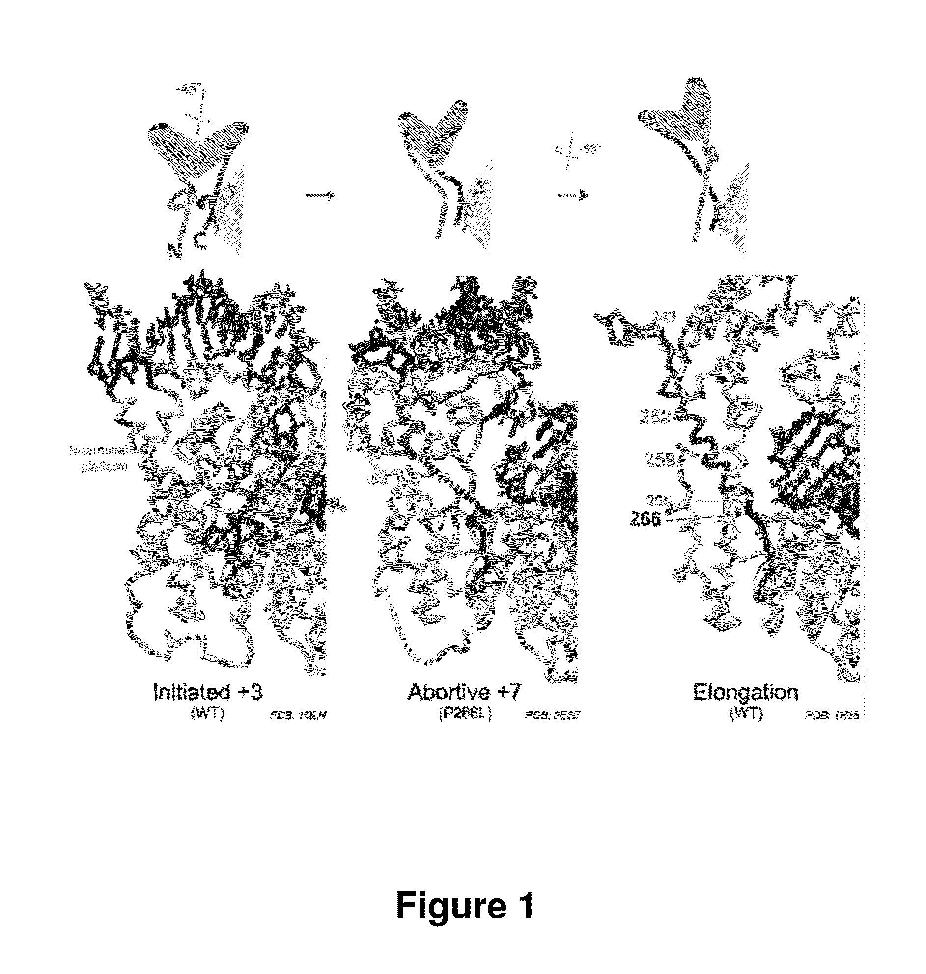 Modified t7-related RNA polymerases and methods of use thereof