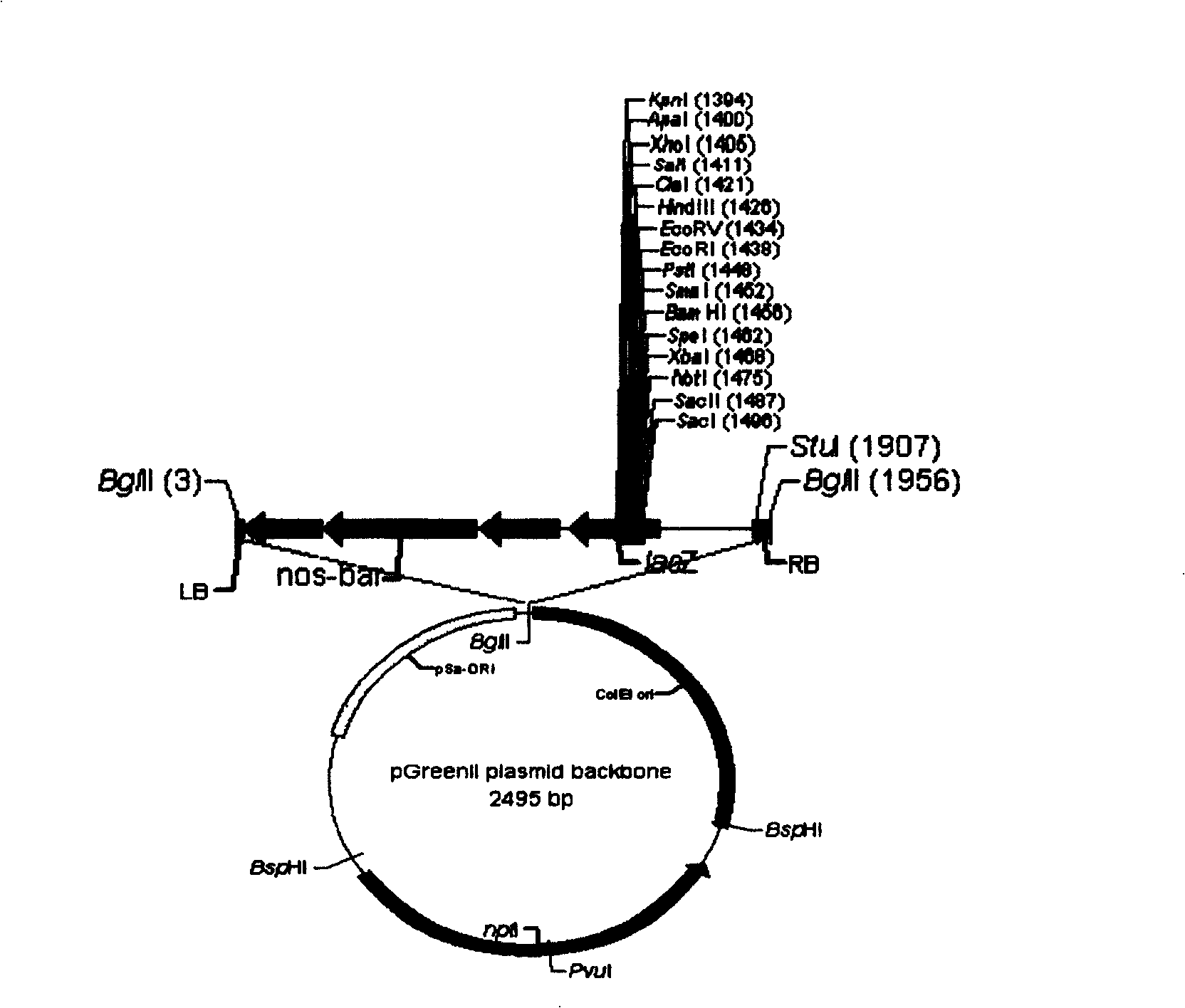 Rape transgenic method