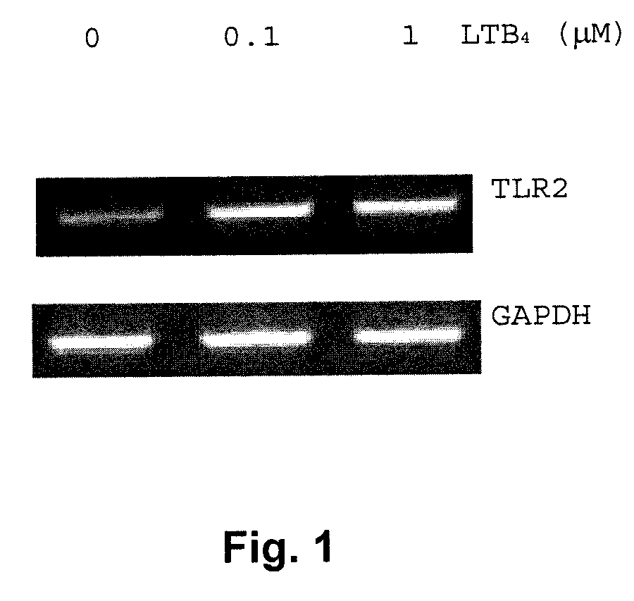 Use of leukotriene b4 in combination with a toll-like receptor ligand, a rig-i-like receptor ligand, or a nod-like receptor ligand to enhance the innate immune response