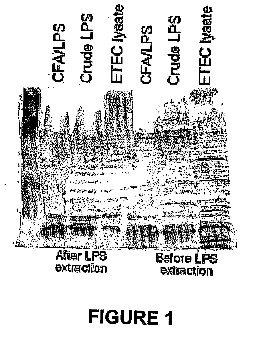 Composition and method for the treatment and prevention of enteric bacterial infections