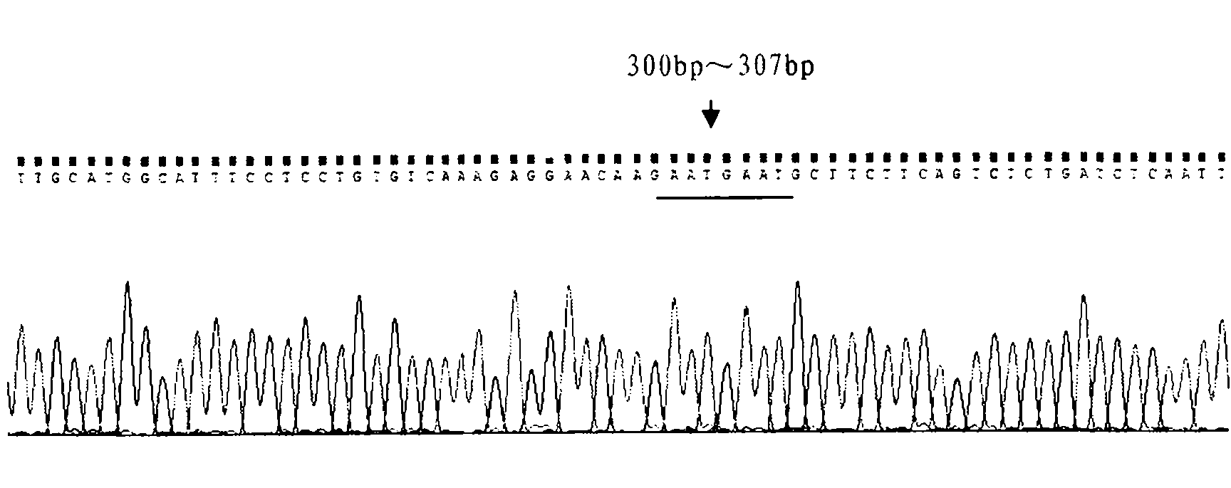 Method for identifying pure Hareford bulls and hybrid Hareford bulls