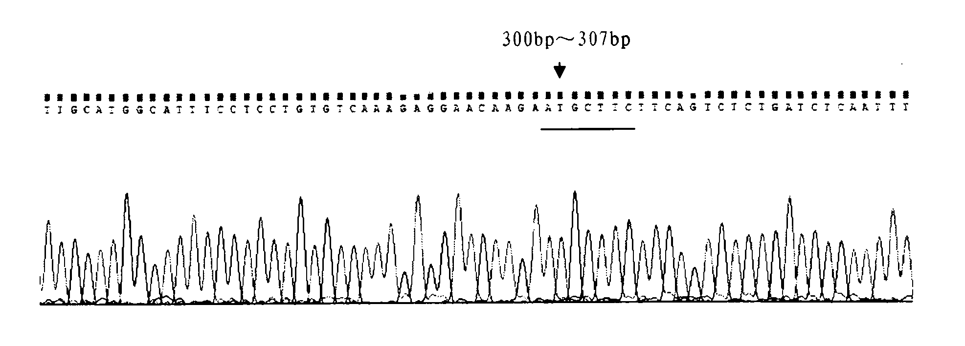 Method for identifying pure Hareford bulls and hybrid Hareford bulls