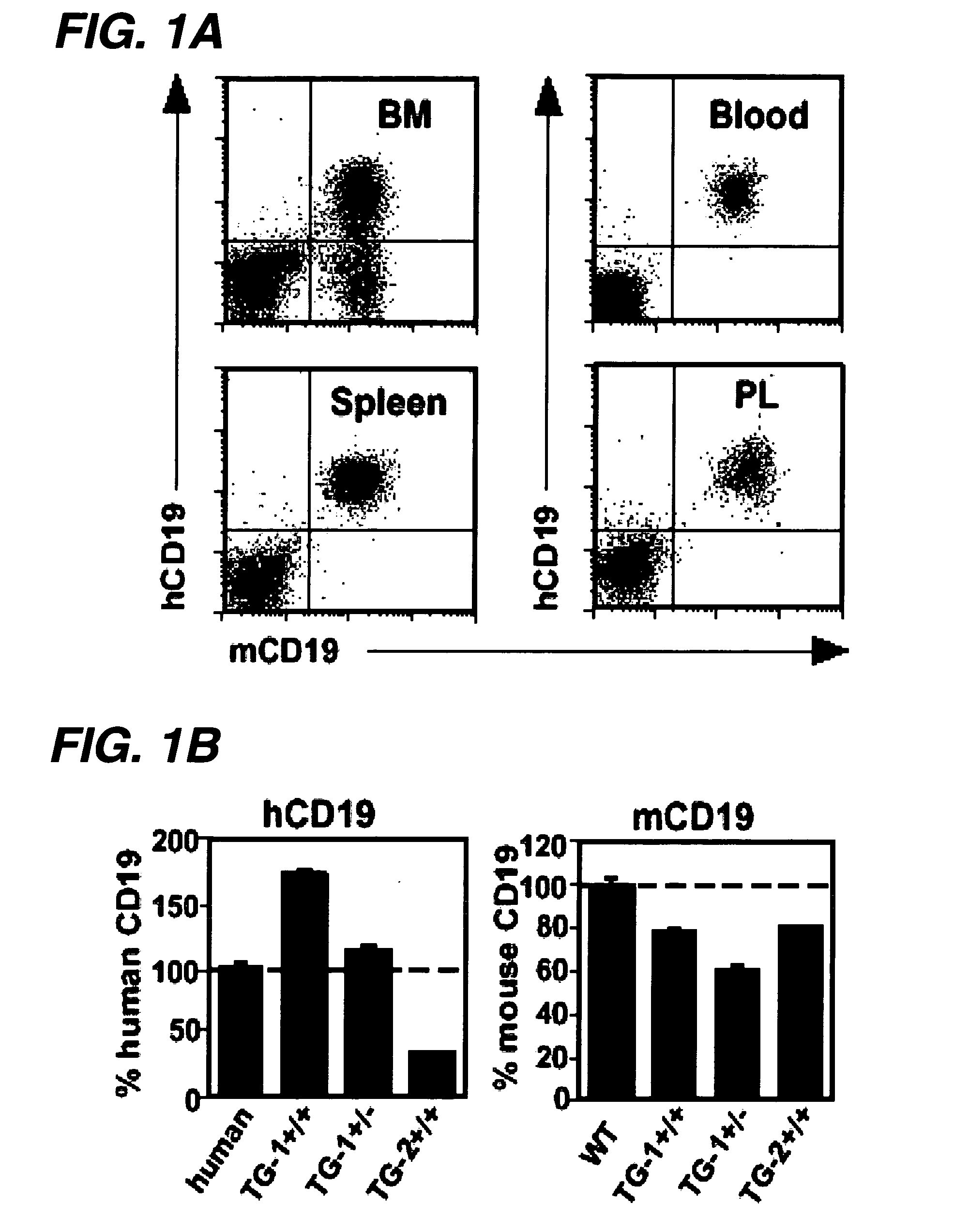 Anti-CD19 antibodies and uses in oncology