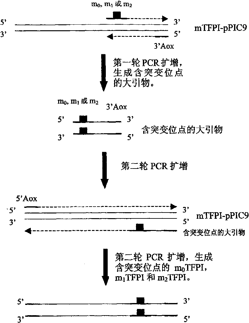 Human tissue factor pathway inhibitory factor mutation gene m2TFPI, recombination carrier and recombination microzyme including the same