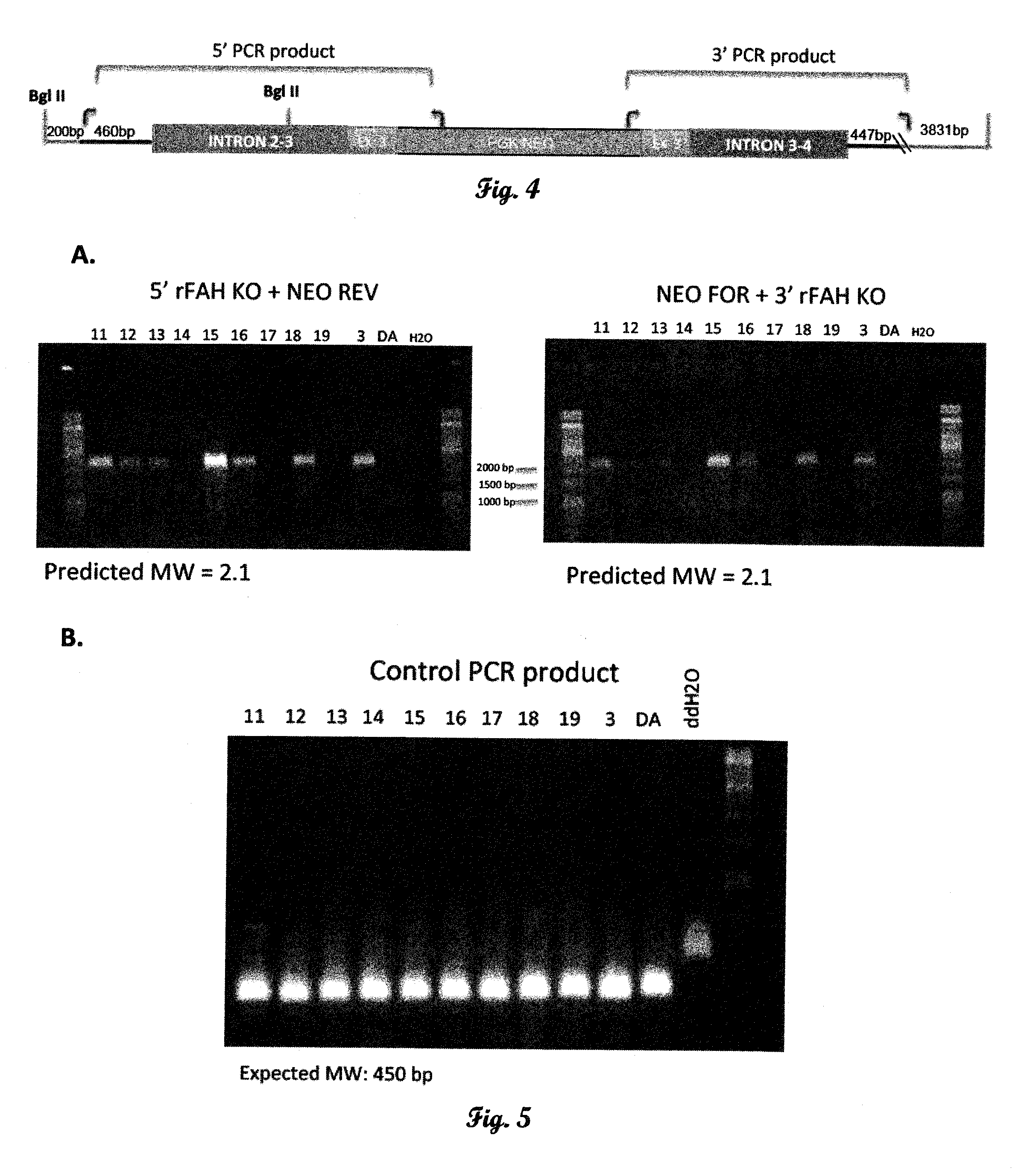 Fumarylacetoacetate hydrolase (FAH)-deficient and immunodeficient rats and uses thereof