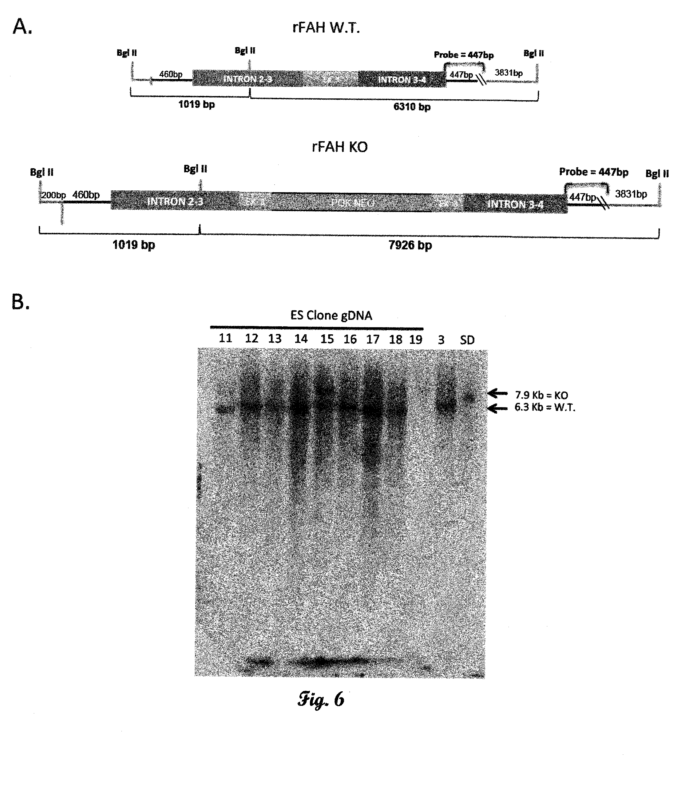 Fumarylacetoacetate hydrolase (FAH)-deficient and immunodeficient rats and uses thereof