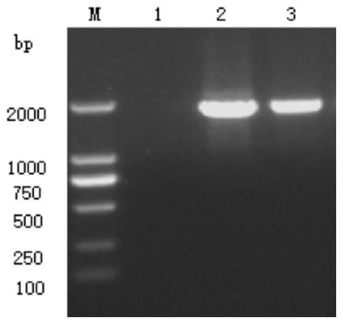 Recombinant rabies viruses in which canine distemper virus main immune genes are embedded and application of recombinant rabies viruses