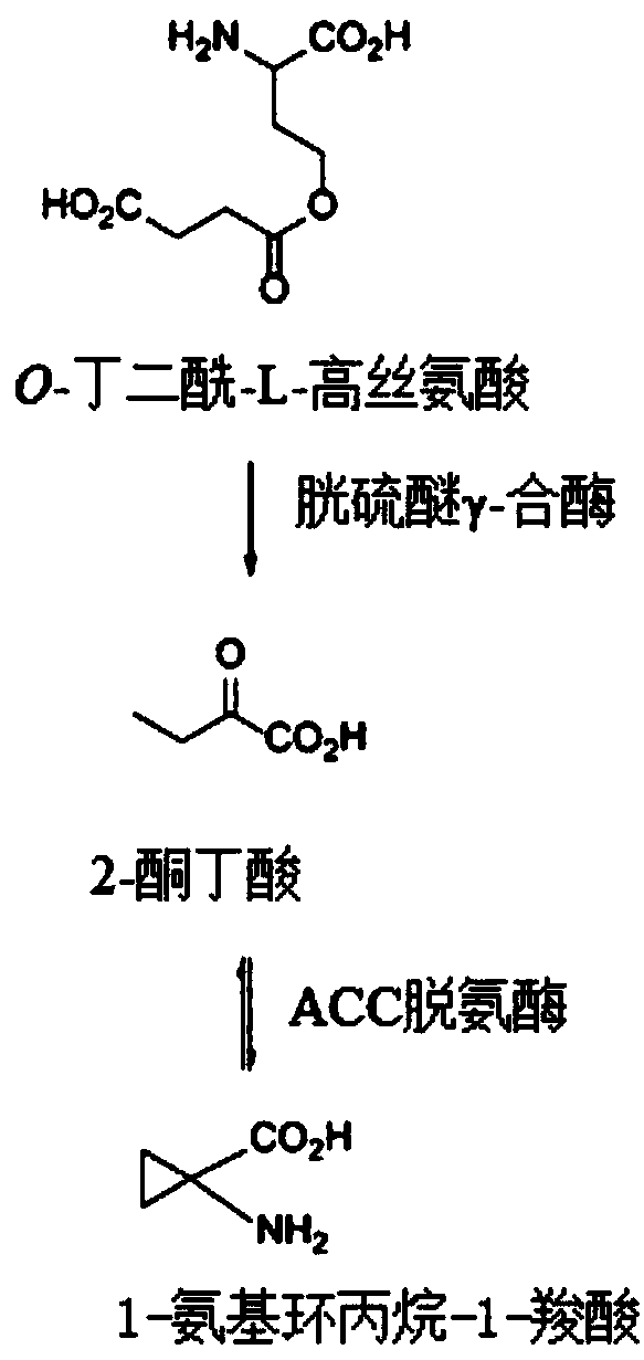Colloidal lysobacter OH17 and application thereof in plant growth