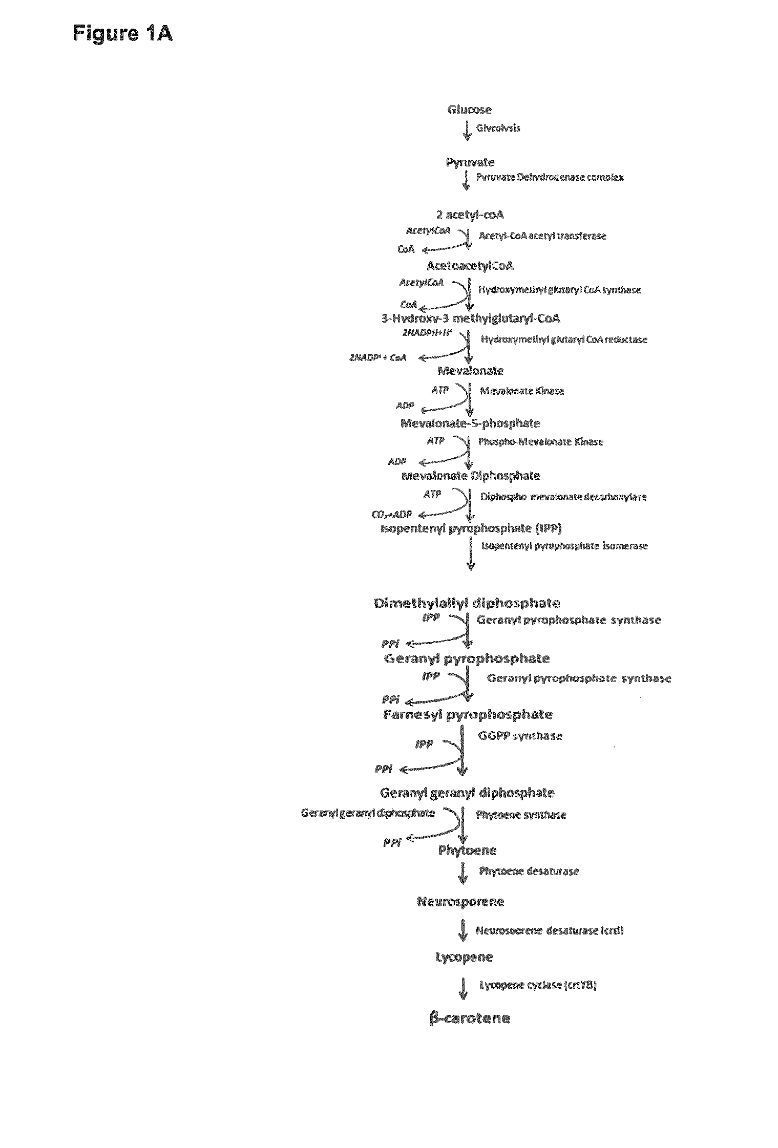 Methods for Recombinant Production of Saffron Compounds