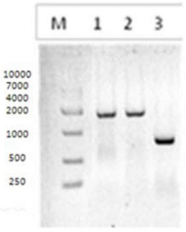 Construction method and application of bispecific antibody EpCAM*CD3
