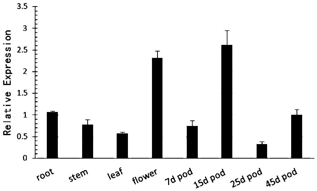 Application of soybean NAC transcription factor family gene Glyma08g41995