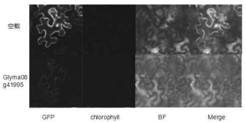 Application of soybean NAC transcription factor family gene Glyma08g41995