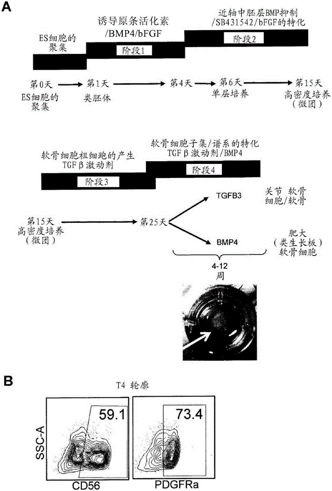 Methods and compositions for generating chondrocyte lineage cells and/or cartilage like tissue