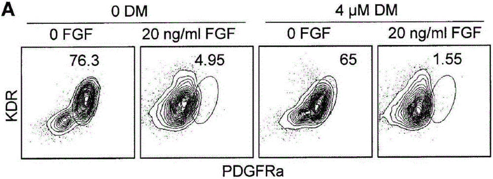 Methods and compositions for generating chondrocyte lineage cells and/or cartilage like tissue