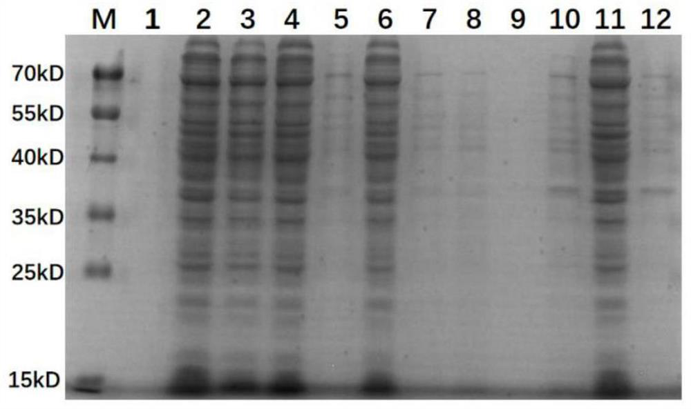 Echinococcus granulosus recombinant protein EgG1Y162-2 (4) and application thereof