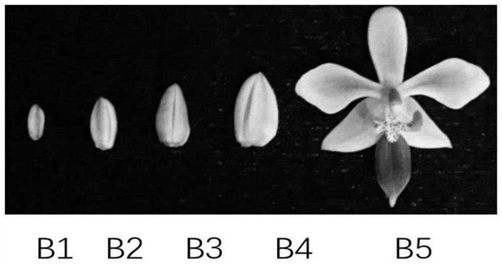 Gene PeMYB4 sequence for regulating and controlling petal color of phalaenopsis equestris and application thereof