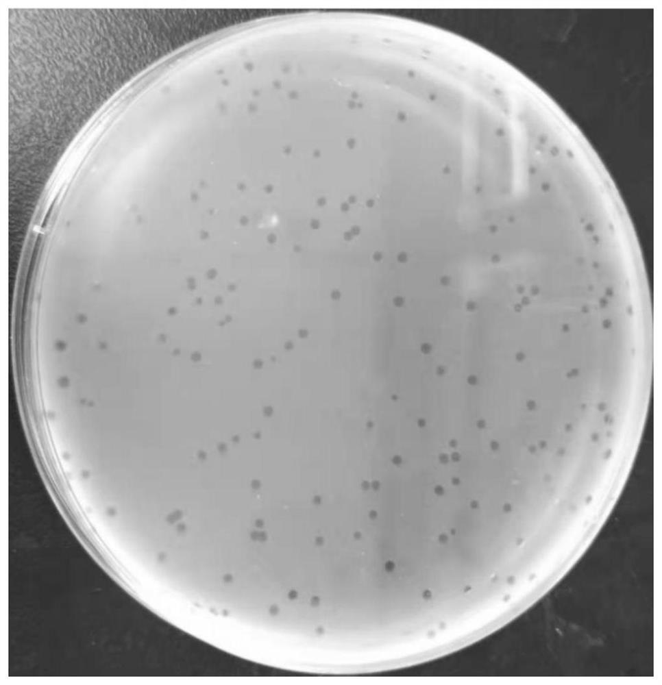 A strong lytic Staphylococcus aureus phage rdp-sr-20001 and its application