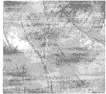 High precision palm print recognition method based on two-dimensional quadrature Log-Gabor filtering