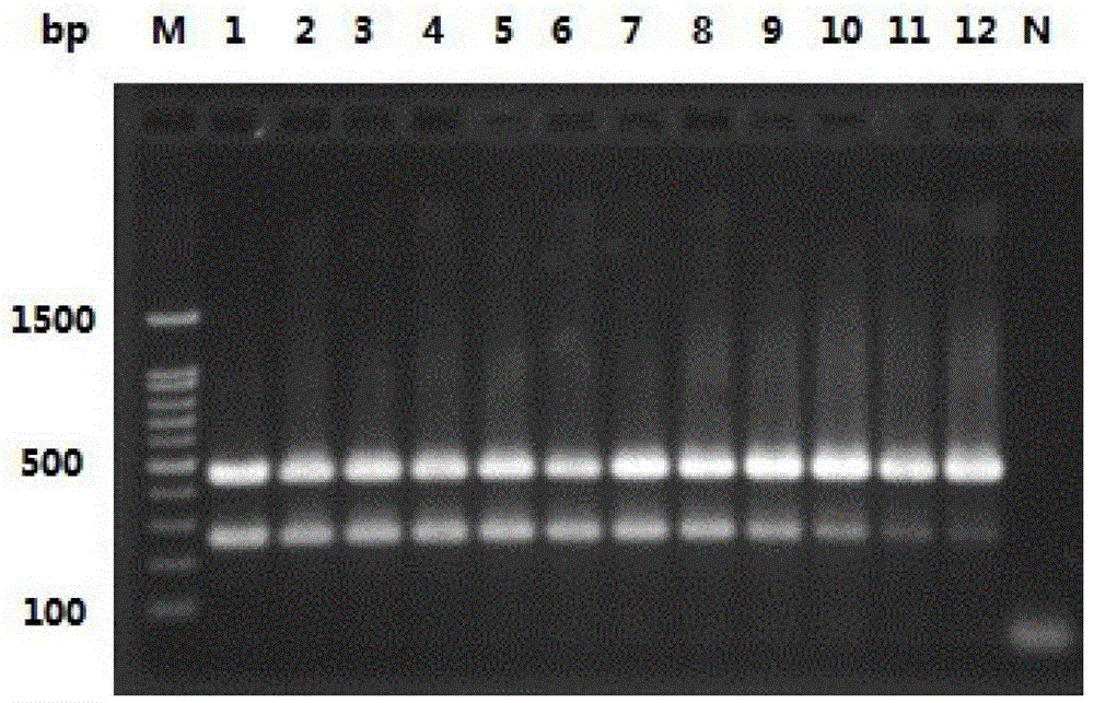 Duck Flavovirus and Duck Plague Virus Duplex RT-PCR Detection Kit