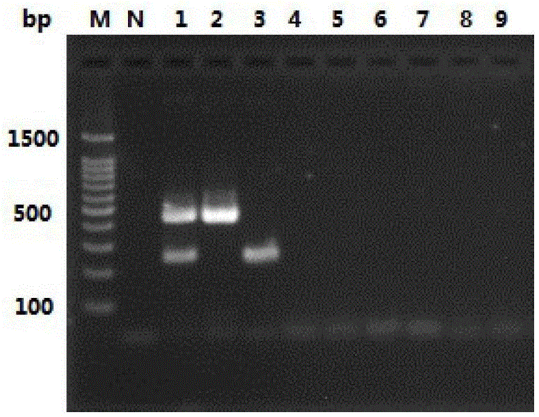 Duck Flavovirus and Duck Plague Virus Duplex RT-PCR Detection Kit