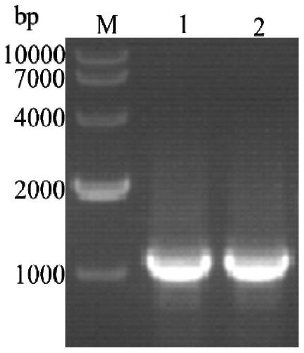 Recombinant virus secreting multi-epitope gene expressing porcine O-type foot-and-mouth disease virus and preparation method and application thereof