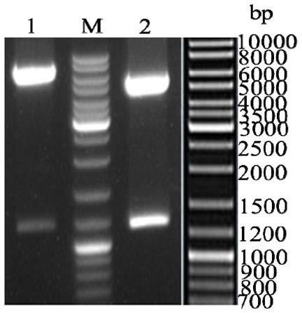 Recombinant virus secreting multi-epitope gene expressing porcine O-type foot-and-mouth disease virus and preparation method and application thereof