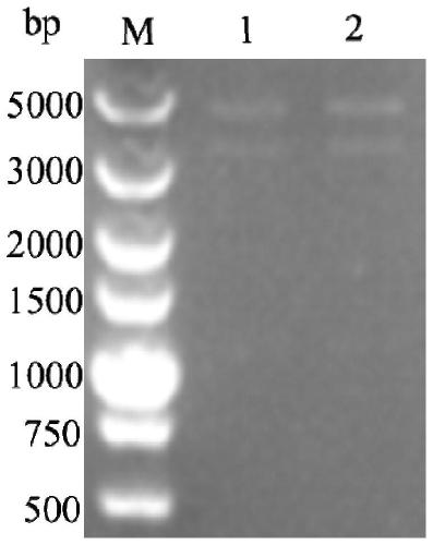 Recombinant virus secreting multi-epitope gene expressing porcine O-type foot-and-mouth disease virus and preparation method and application thereof