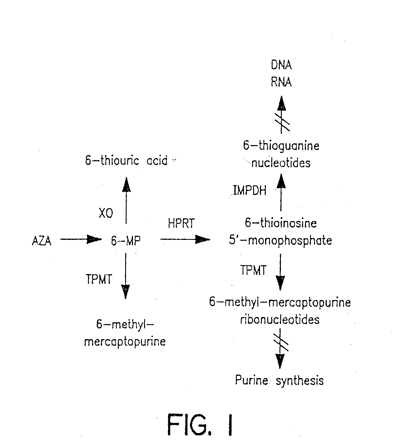 Method of determining thiopurine methyltransferase acitivity