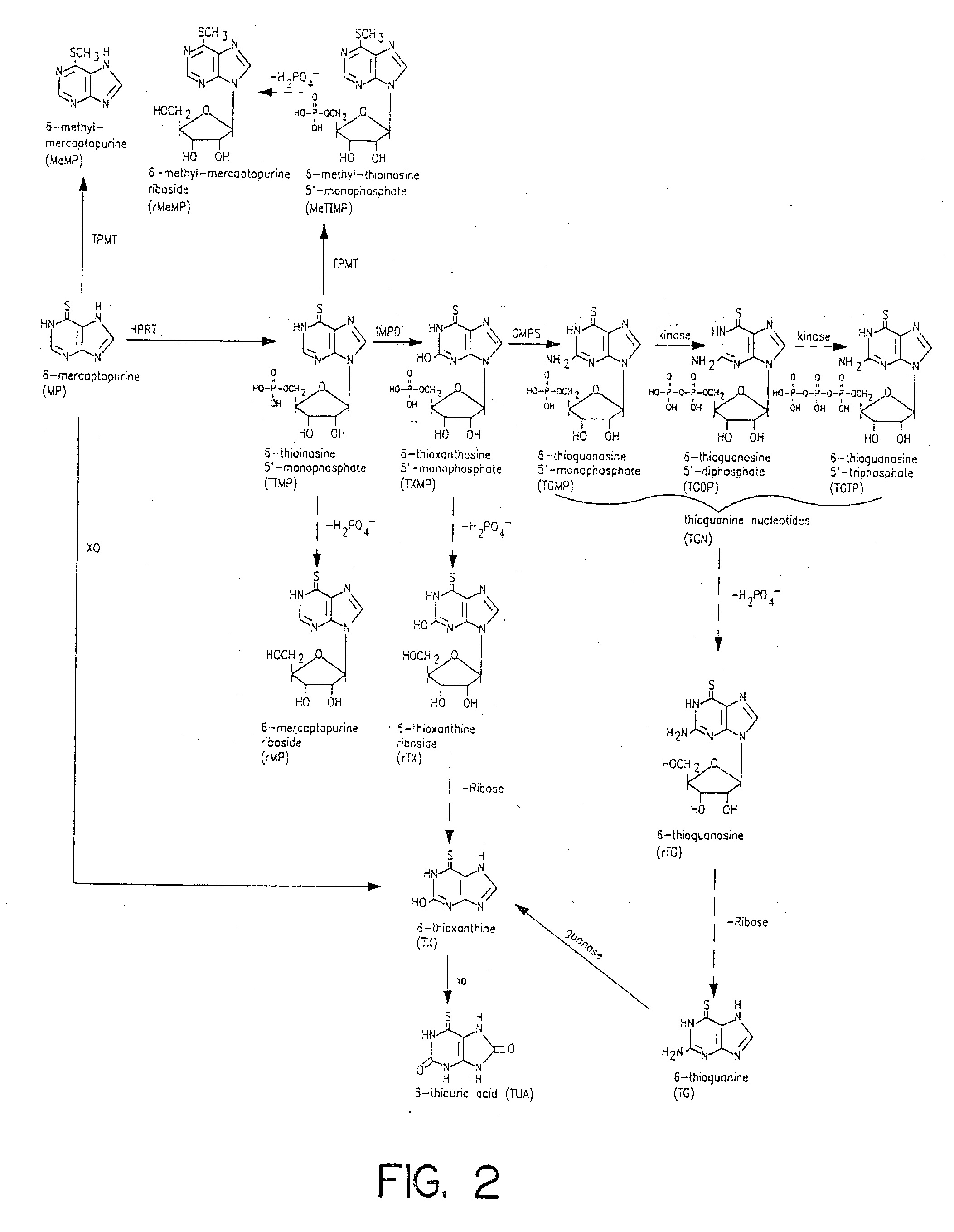 Method of determining thiopurine methyltransferase acitivity