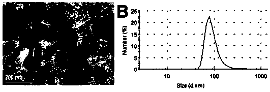 Monocyte source exosome preparation applied to osteogenic differentiation of mesenchymal stem cells